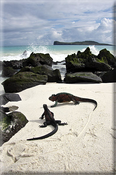 foto Flora e la fauna della Isole Galapagos